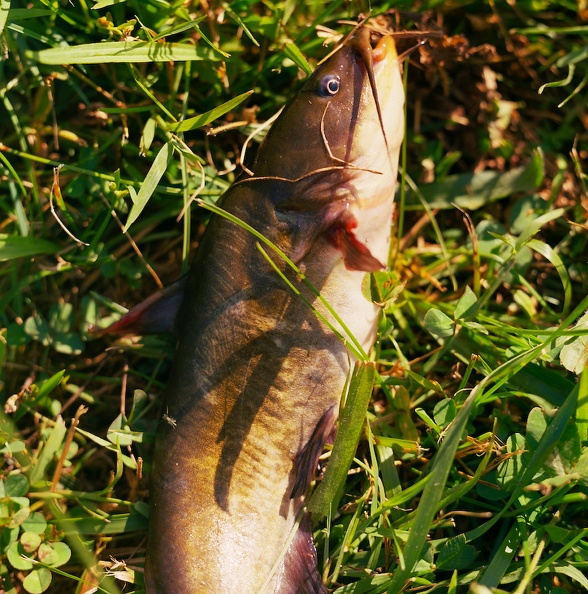 11_Fishing in Jackson Park_ Spring 2010.jpg